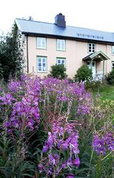 Haus und lila blühender Garten im norwegischen Snåsa
